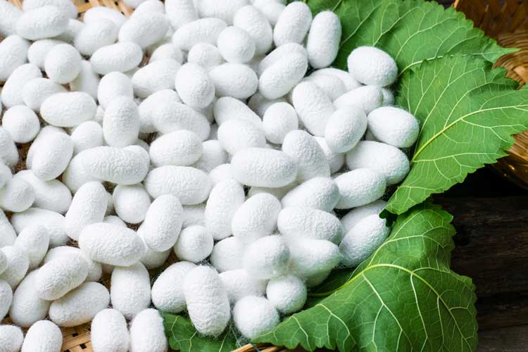 近代製糸業の歴史